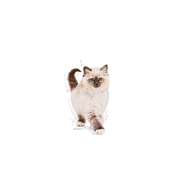 Royal Canin Kitten [3]