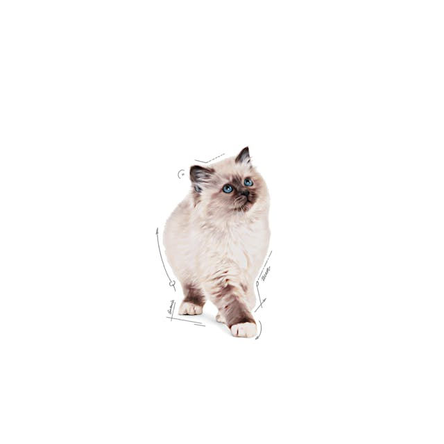 Royal Canin Kitten In Jelly Plic 85 G [3]