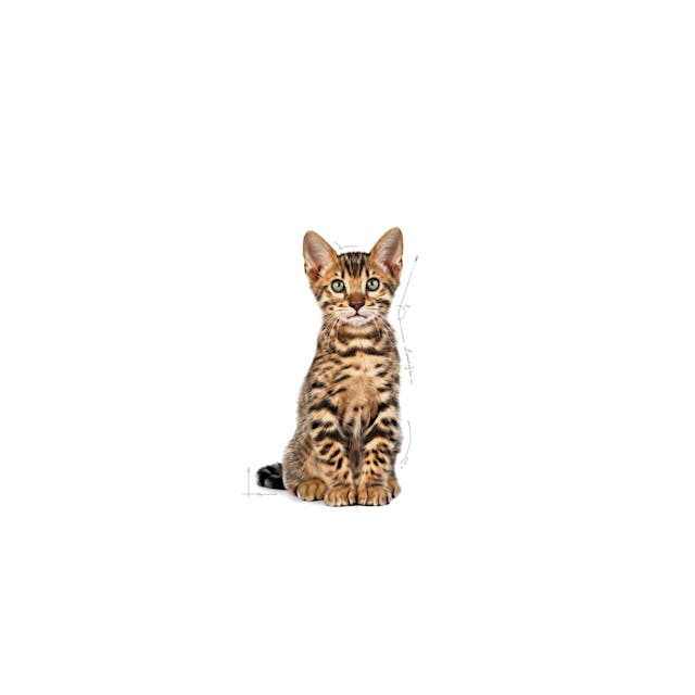 Royal Canin Kitten Sterilised [3]