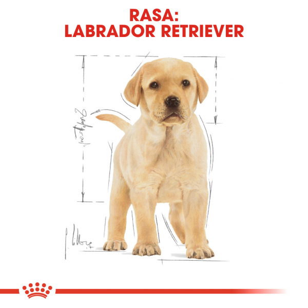 Royal Canin Labrador Retriever Junior [4]