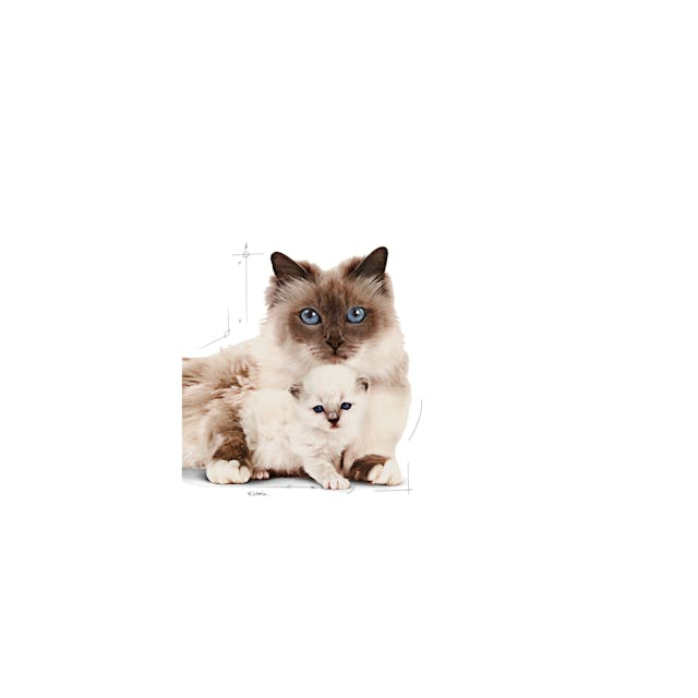 Royal Canin Mother&Babycat [3]