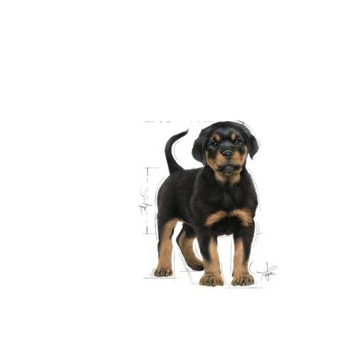 Royal Canin Rottweiler Junior [2]