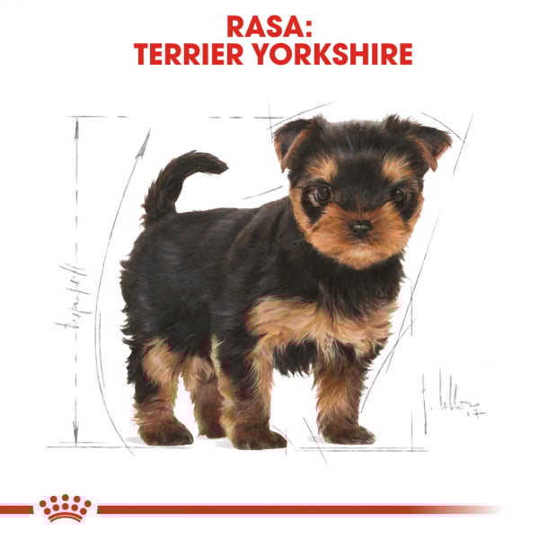 Royal Canin Yorkshire Terrier Junior [7]