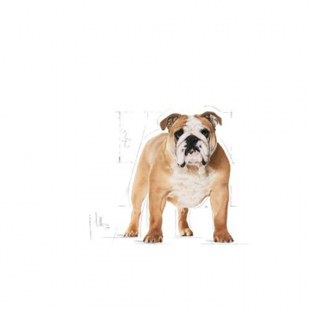 Royal Canin Bulldog Adult [2]