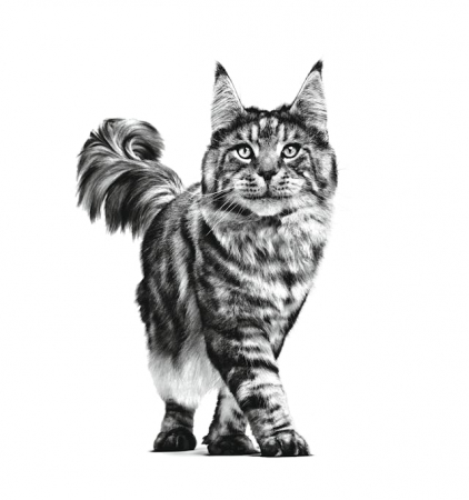 Royal Canin Early Renal Cat Plic [2]