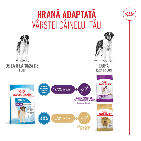 Royal Canin Giant Junior [3]