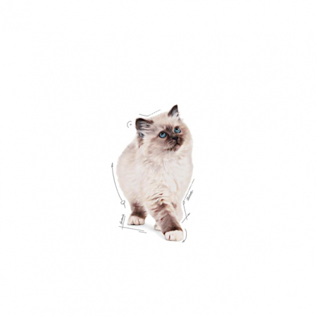 Royal Canin Kitten In Jelly Plic 85 G [2]