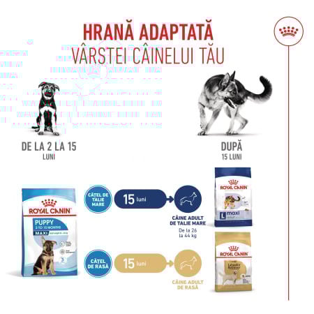 Royal Canin Maxi Puppy [5]