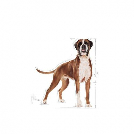 Royal Canin Boxer Adult [2]