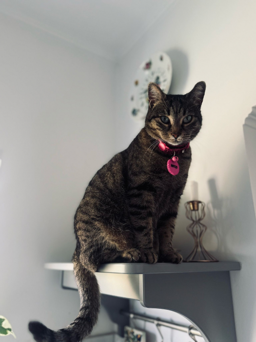 Tag NFC personalizat [4]