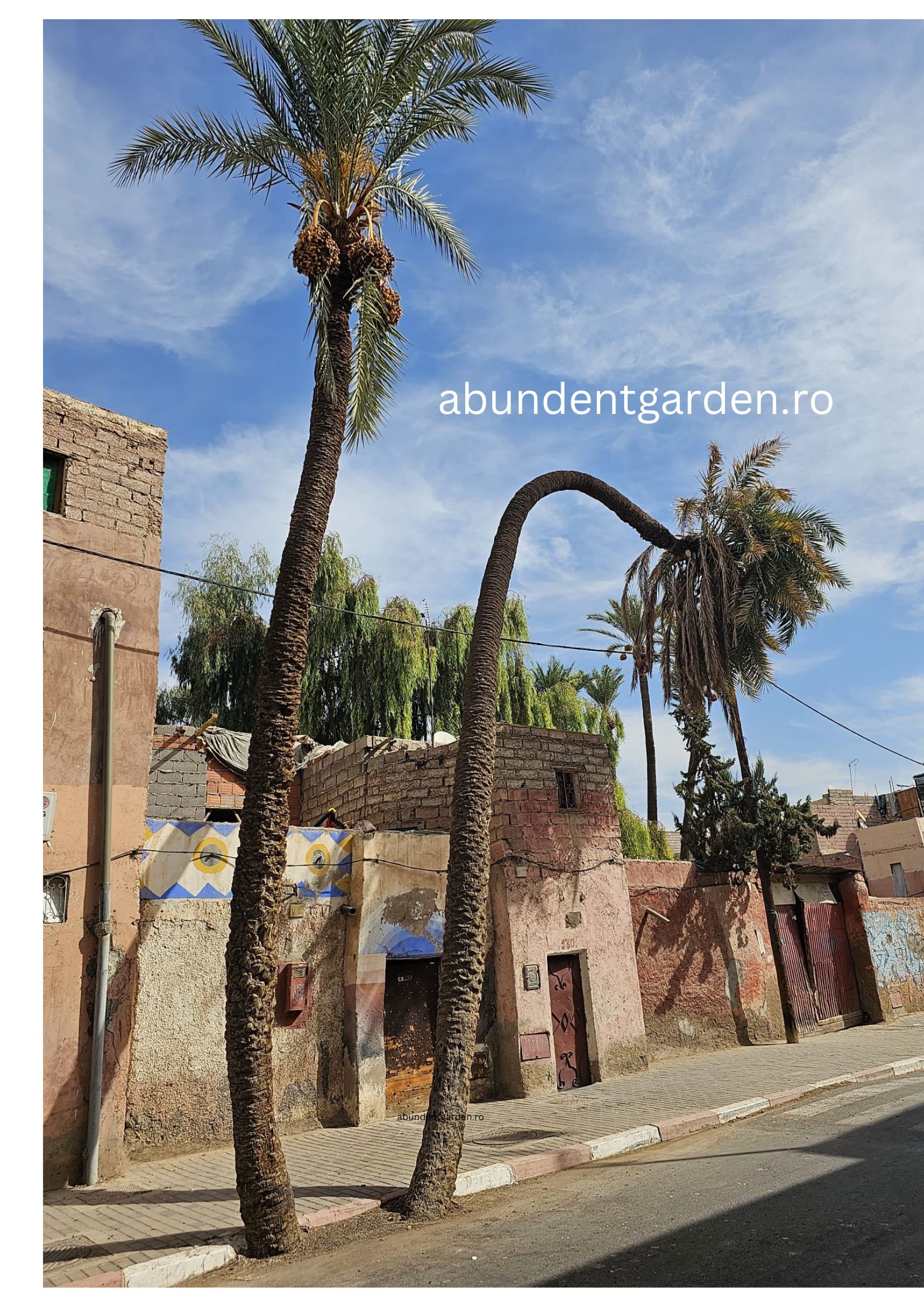 Phoenix dactylifera - Curmalul