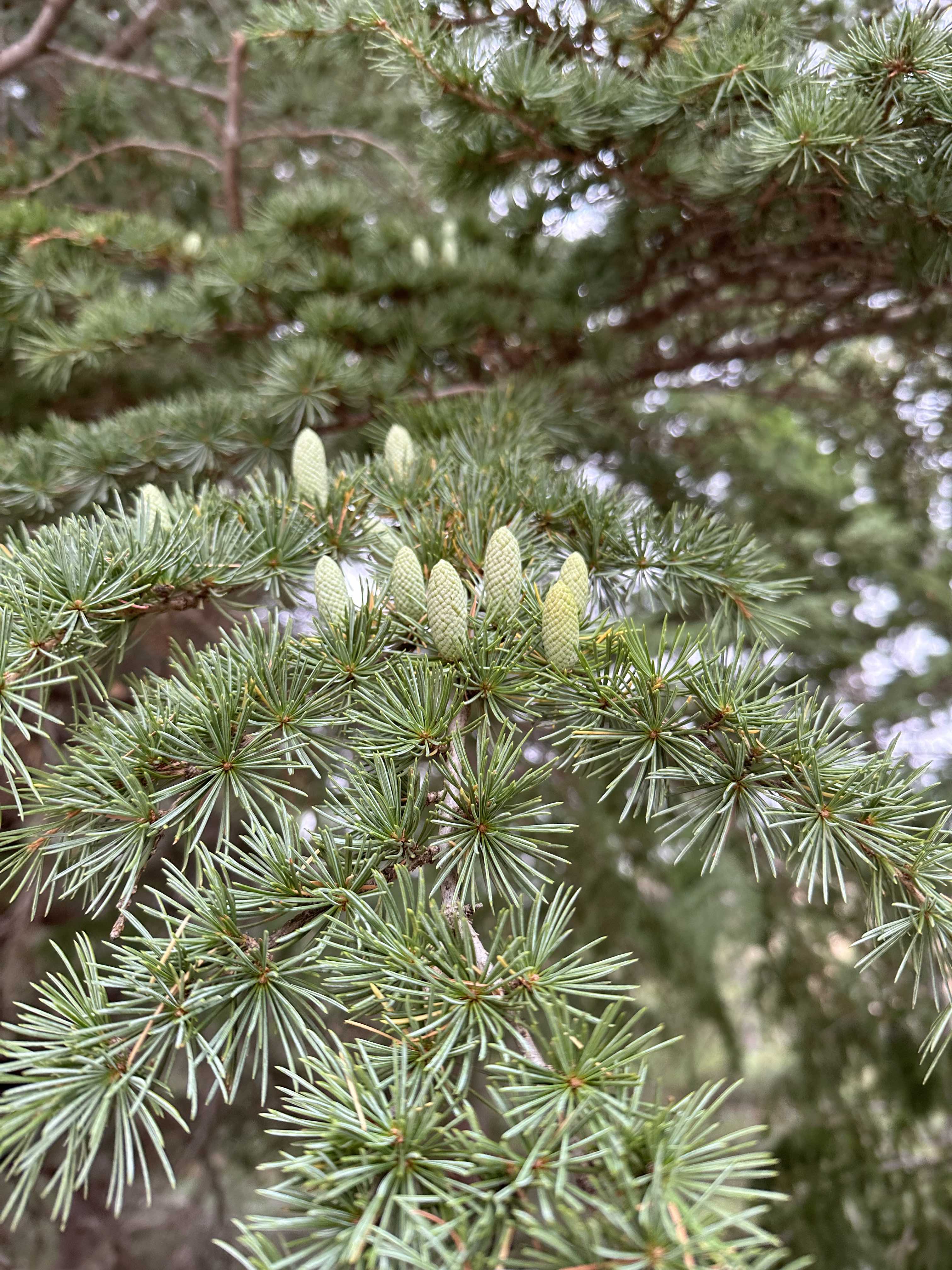 Conifere pentru aer curat în grădină