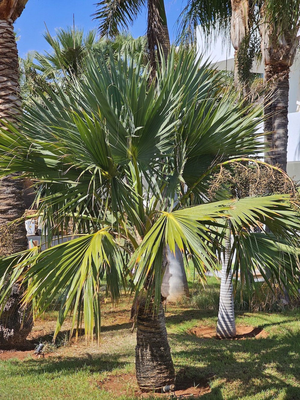 Totul despre palmierii rezistenți la frig: Sfaturi de îngrijire și iernare + Top specii rezistente