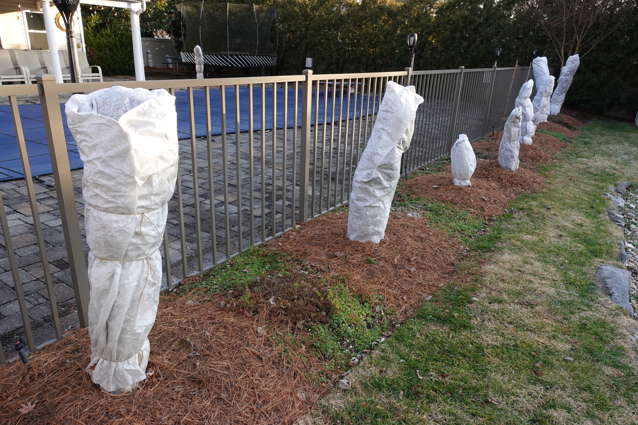 Fenomenul "Zone-pushing" în România, cultivarea plantelor în afara zonei de rezistență