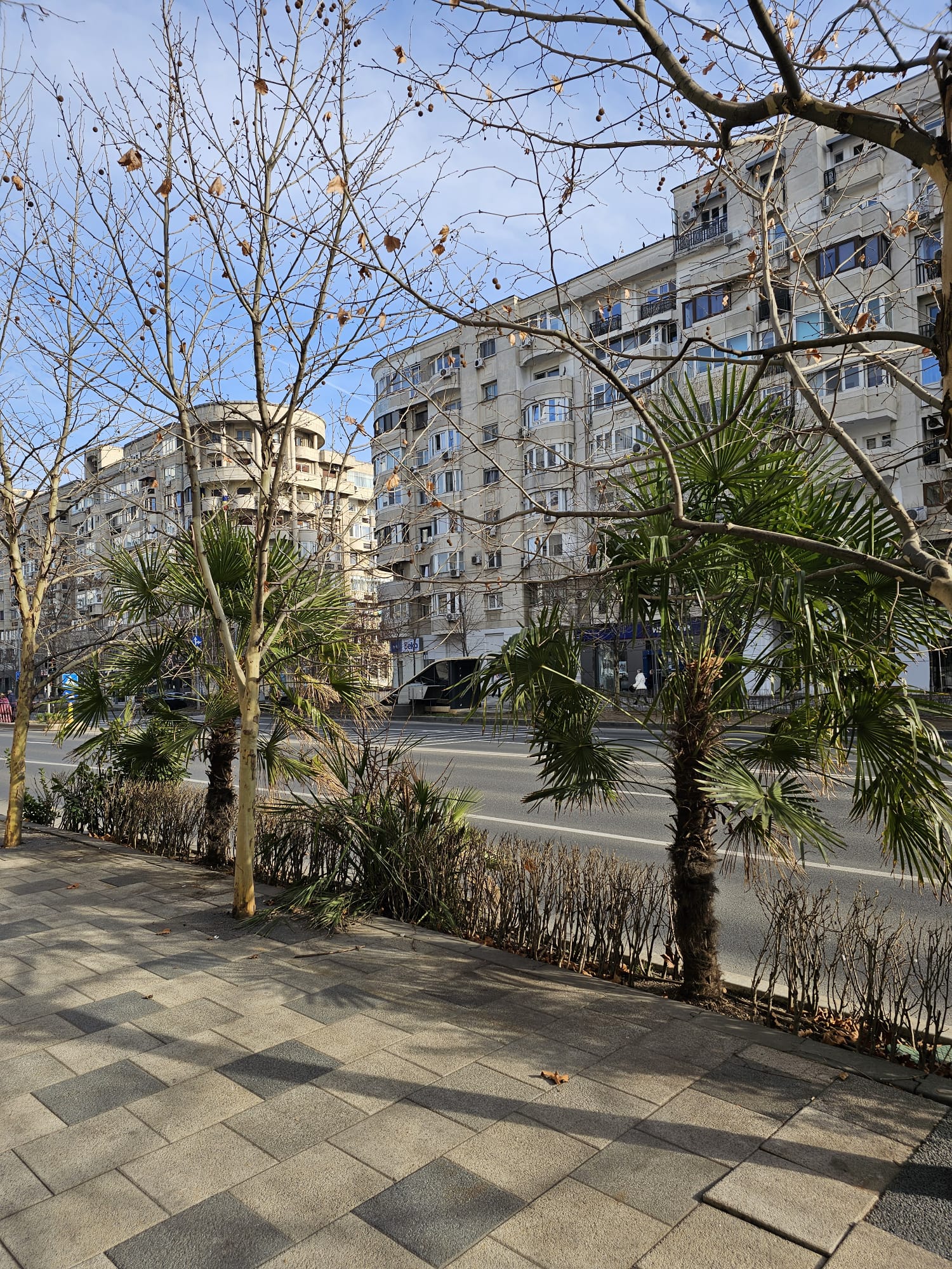 Trachycarpus Fortunei - Windmill Palm "Palmierul morișcă" - poate cel mai popular palmier rezistent la frig!