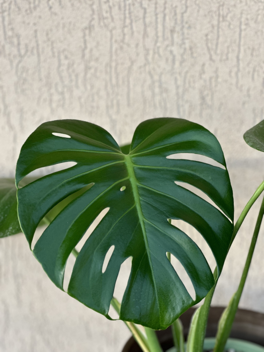 Monstera Deliciosa planta tropicala de apartament 50-60 cm [3]