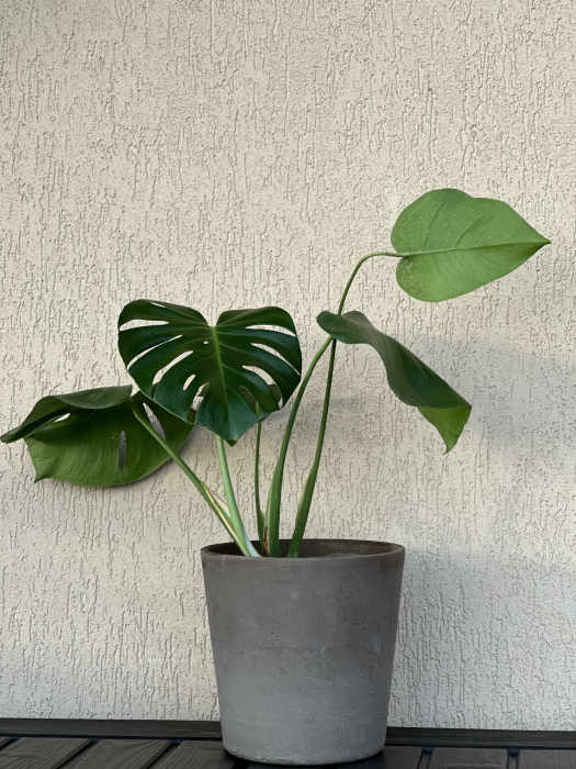 Monstera Deliciosa planta tropicala de apartament 50-60 cm [2]