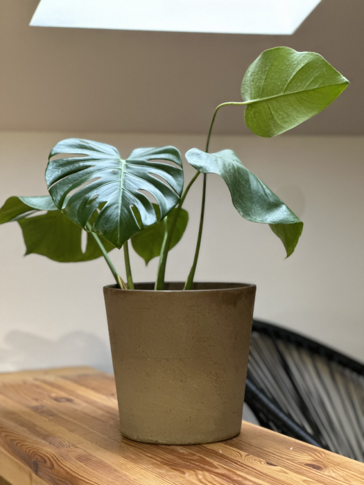 Monstera Deliciosa planta tropicala de apartament 50-60 cm [1]