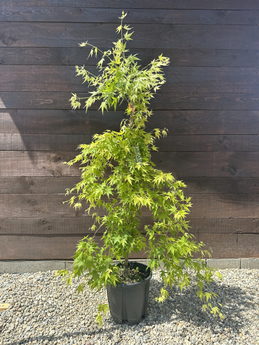 Acer palmatum verde - Arțar japonez verde [1]