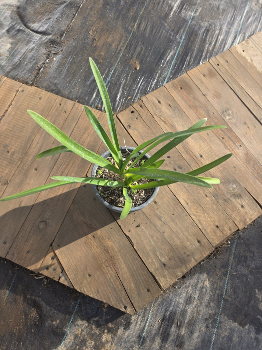 Agapanthus – Crin african ornamental cu flori albastre spectaculoase [4]