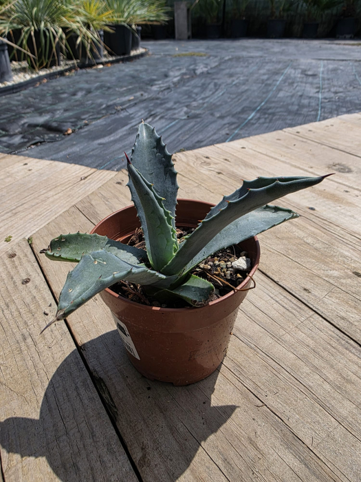Agave americana – Agavă Americană Rezistentă | Plantă Mediteraneană Exotică pentru Grădină și Ghiveci [2]