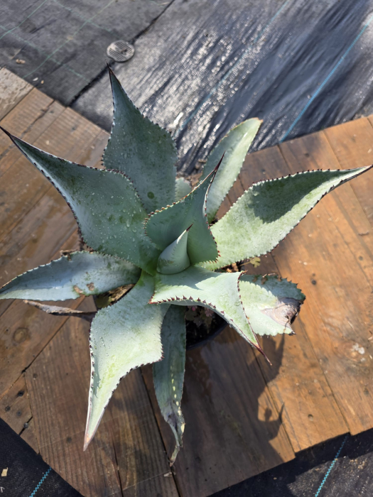 Agave ‘Dragon Toes’ (Agave pygmaea) – Agavă ornamentală compactă pentru grădini exotice [2]