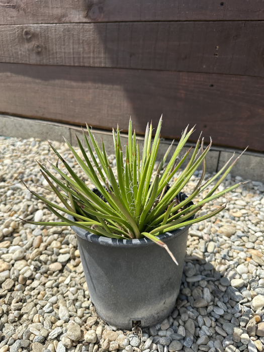 Agave geminiflora – Plantă exotică cu frunziș filiform, ideală pentru grădini uscate [1]