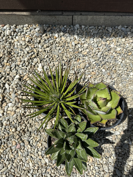 Agave geminiflora – Plantă exotică cu frunziș filiform, ideală pentru grădini uscate [3]