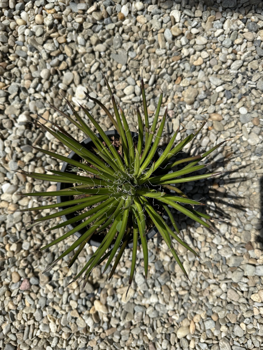 Agave geminiflora – Plantă exotică cu frunziș filiform, ideală pentru grădini uscate [2]