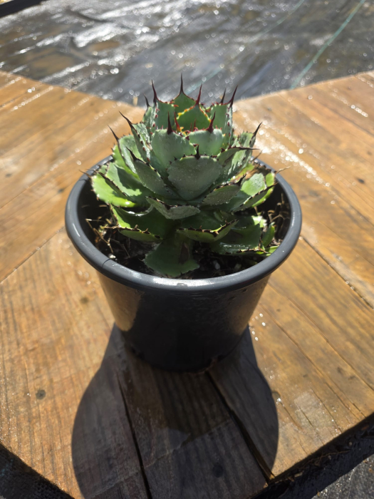 Agave Nishikan – Plantă ornamentală exotică cu frunze variegate spectaculoase [2]