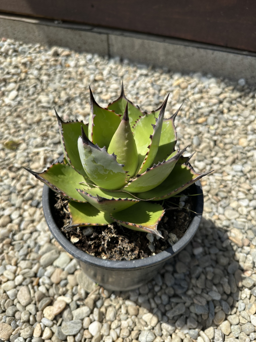 Agave parryi – Plantă suculentă rezistentă la ger si seceta [2]