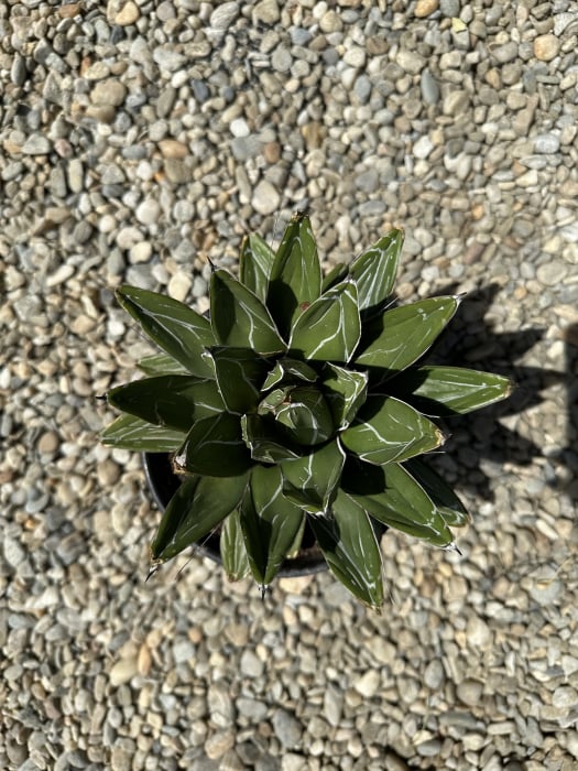 Agave victoriae-reginae – Agava regina, suculentă decorativă cu aspect sculptural [1]