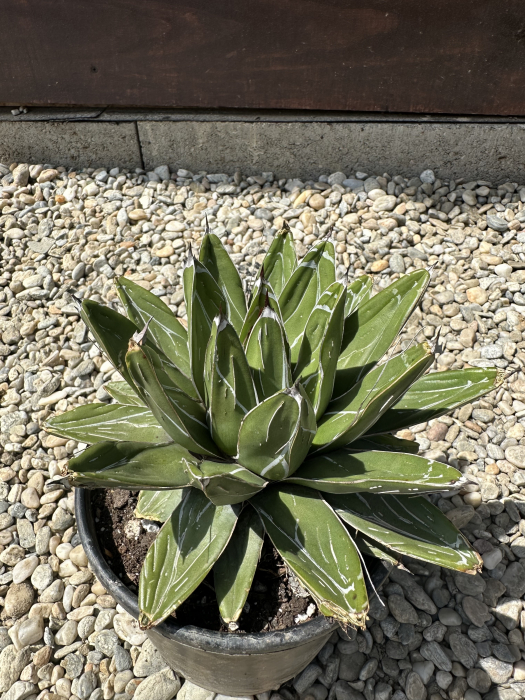 Agave victoriae-reginae – Agava regina, suculentă decorativă cu aspect sculptural [3]