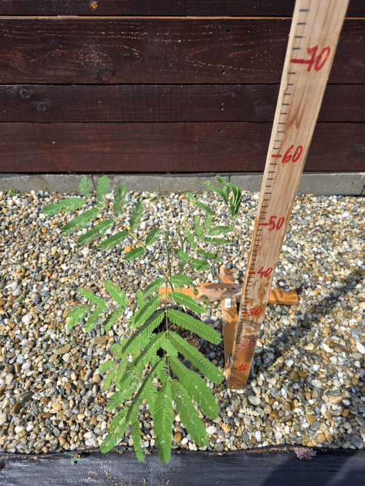 Albizia julibrissin – Arbore de Mătase cu flori rozi spectaculoase 20-40cm [2]