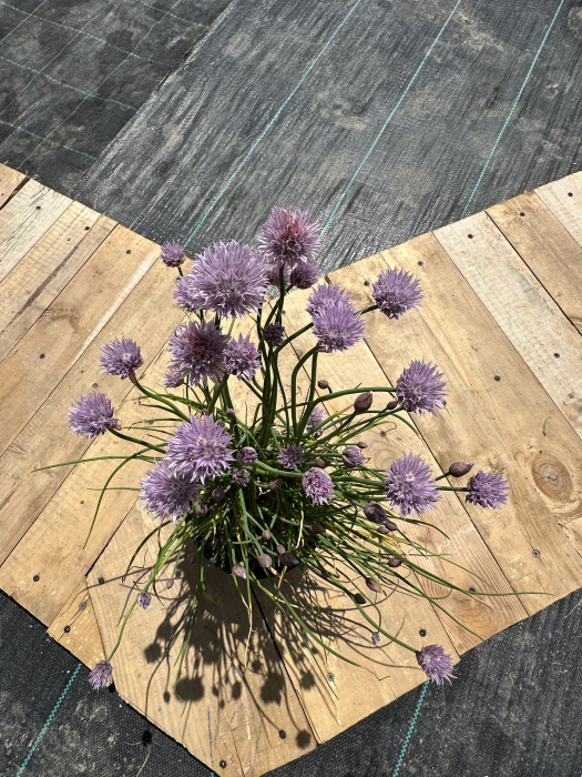 Allium – Ceapă decorativă cu flori sferice mov, ideală pentru borduri și grădini perene [2]