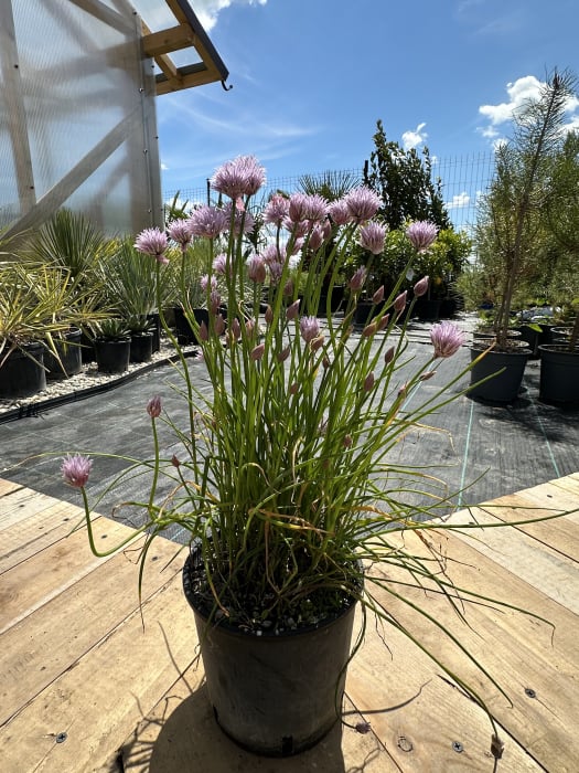 Allium – Ceapă decorativă cu flori sferice mov, ideală pentru borduri și grădini perene [3]