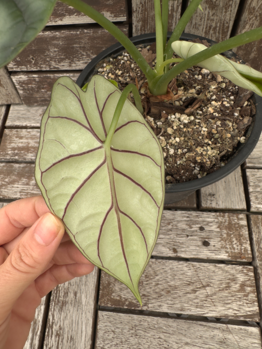 Alocasia Dragon Scale 25cm [3]