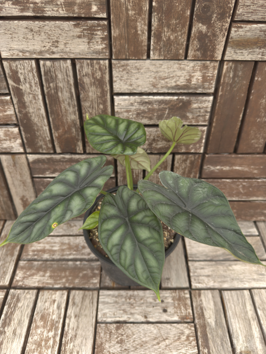 Alocasia Dragon Scale 25cm [1]