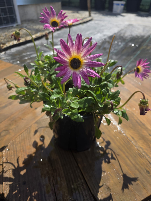 Arctotis – Plantă ornamentală cu flori spectaculoase pentru grădini însorite [4]