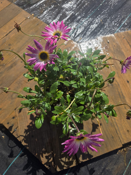 Arctotis – Plantă ornamentală cu flori spectaculoase pentru grădini însorite [3]