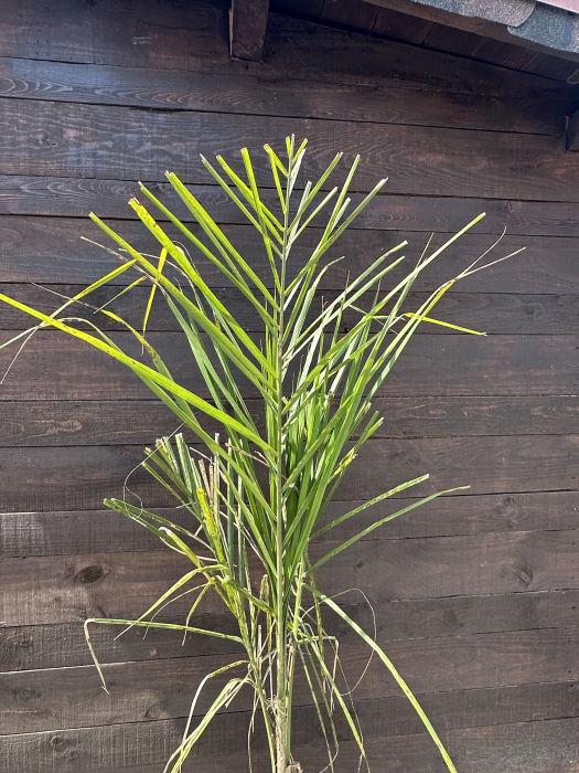 Arecastrum romanzoffianum "Queen Palm" – Palmier Regina decorativ pentru terase și grădini exotice [2]