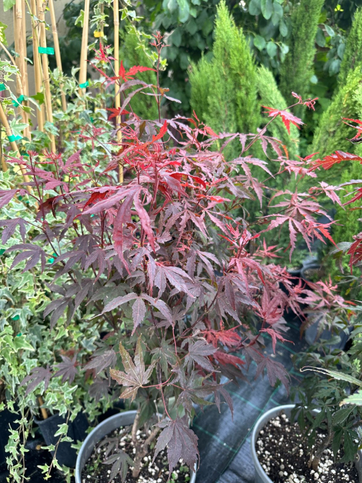 Arțar japonez cu frunziș spectaculos - Acer Palmatum 80-100cm [4]