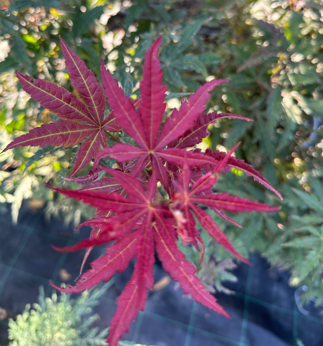 Arțar japonez cu frunziș spectaculos - Acer Palmatum 80-100cm [3]