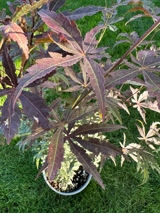 Arțar japonez cu frunziș spectaculos - Acer Palmatum 80-100cm [5]