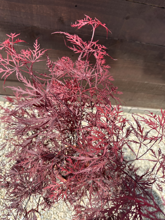 Artar Japonez cu frunziș roșu dantelat spectaculos – Acer Palmatum Stella Rosa [2]