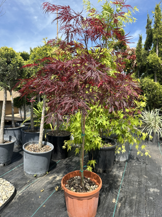 Artar Japonez cu frunziș roșu dantelat spectaculos – Acer Palmatum Stella Rosa [3]
