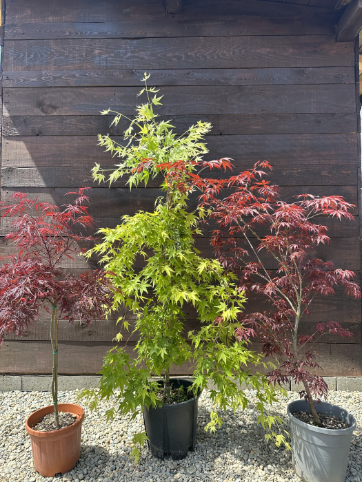 Arțar japonez cu frunziș spectaculos - Acer Palmatum 80-100cm [6]