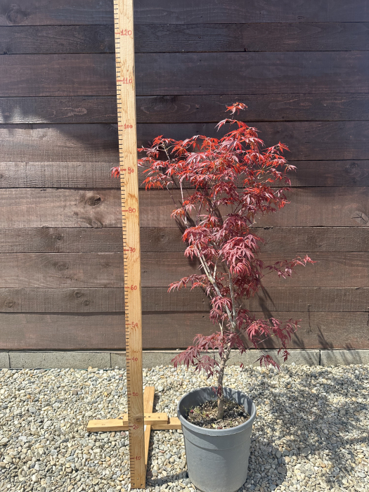Arțar japonez cu frunziș spectaculos - Acer Palmatum 80-100cm [2]