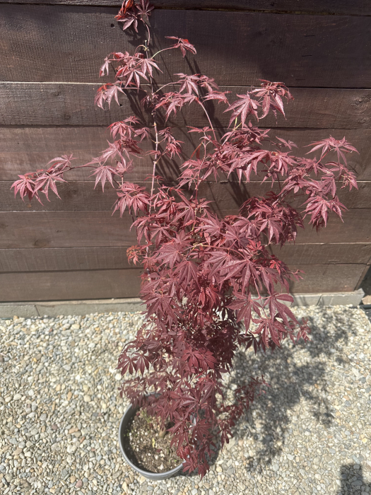 Arțar japonez cu frunziș spectaculos - Acer Palmatum 80-100cm [1]
