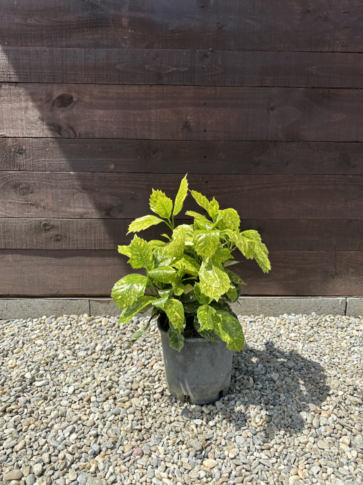 Aucuba Japonica – Arbust ornamental cu frunze pestrițe, rezistent la umbră și frig [3]